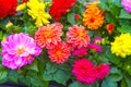 Bright summer multi-colored flowers of dahlia Royalty Free Stock Photo