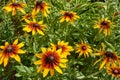 Bright summer natural background. Blooming rudbeckia yellow flowers close up Royalty Free Stock Photo