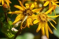 Bright summer natural background. Blooming yellow flowers close up Royalty Free Stock Photo