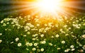 Bright Summer natural background with white daisies Royalty Free Stock Photo