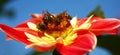 Bees on a dahlia. Panorama. Royalty Free Stock Photo