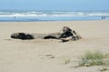 Summer At Seaside Beach, Oregon North Coast Royalty Free Stock Photo