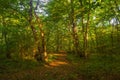 Bright sun beams in forest, footpath Royalty Free Stock Photo