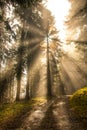 Bright Sun Beams Shining Through Pine Trees in Green Forest
