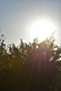 Bright Sun behind trees Royalty Free Stock Photo