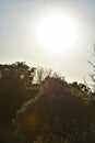 Bright Sun behind trees Royalty Free Stock Photo
