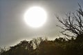 Bright Sun behind trees Royalty Free Stock Photo