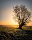 Bright sun in the blue sky shining behind bare tree in the field Royalty Free Stock Photo