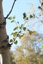 Bright sun, excellent day and tree Birch Royalty Free Stock Photo