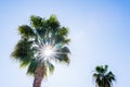 Bright sun filtering through the leaves of a palm tree Royalty Free Stock Photo