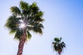 Bright sun filtering through the leaves of a palm tree Royalty Free Stock Photo