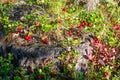 The bright sun illuminates the many juicy red cranberry berries growing thickly on the old stump.