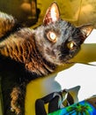 Bright from sun Kittie Royalty Free Stock Photo