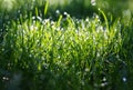 Bright sun light on grass Royalty Free Stock Photo