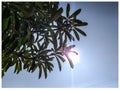 Bright sun light with green tree leafs and blue sky background jpg Royalty Free Stock Photo
