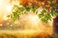 Bright sun light rays shining thought branches with leaves in the autumn forest at sunset or sunrise. Royalty Free Stock Photo