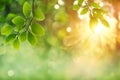 Bright sun light rays shining thought branches with leaves and grass in the summer forest at sunset or sunrise. Royalty Free Stock Photo