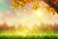Bright sun light rays shining thought branches with leaves and grass in the autumn forest at sunset or sunrise. Royalty Free Stock Photo