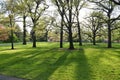 Bright sun lights shining throught the tree in the park