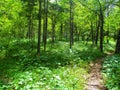 Bright sun lit spruce and beech forest