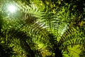 Bright sun peaking through a canopy of fern