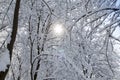 Bright sun rays break through the crowns of snow-covered trees