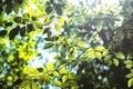 Sun rays glowing behind green trees