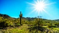 Bright sun rays over the Desert Landscape and a Saguaro Cactus in South Mountain Park Royalty Free Stock Photo