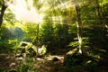 Bright sun rays shining through branches of green forest Royalty Free Stock Photo