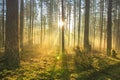 Bright sun rays through trees in green spring forest. Landscape of forest in early morning. Natural nature Royalty Free Stock Photo