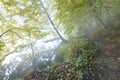 Bright sun rays through trees in green spring forest. Landscape of forest in early morning. Natural nature. Scenery woodland Royalty Free Stock Photo