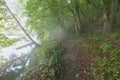 Bright sun rays through trees in green spring forest. Landscape of forest in early morning. Natural nature. Scenery woodland Royalty Free Stock Photo