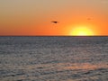 Silhouettes of flying seagulls against the background of an orange sky, sunset at the sea Royalty Free Stock Photo