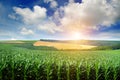 Bright sun rises over a field of corn.