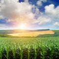 Bright sun rises over field of corn. Royalty Free Stock Photo