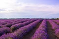 Lavender field sun shining through clouds Royalty Free Stock Photo