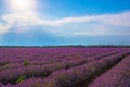 Blooming lavender field sun shining through clouds Royalty Free Stock Photo