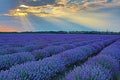 Flowering lavender sun shining through clouds Royalty Free Stock Photo