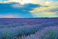 Purple lavender field sun shining through clouds Royalty Free Stock Photo