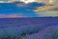 Purple lavender field sun shining through clouds Royalty Free Stock Photo