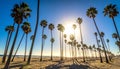 Sun shining through numerous palm trees on a sandy beach with the ocean in the background Royalty Free Stock Photo