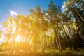 Bright sun shines through forest of golden aspen trees in Colorado fall landscape