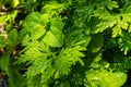 Bright sun shines on green leaves, with blurred background Royalty Free Stock Photo