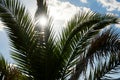 The bright sun shines through the leaves of the palm tree Royalty Free Stock Photo