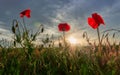 Bright sun shining in cloudy sky behind red poppies in the field Royalty Free Stock Photo