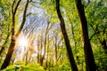 Bright sun shining through forest