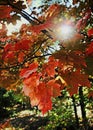 Sun shining through red maple leaves in fall.