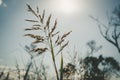 Bright sun shining on reed. Royalty Free Stock Photo