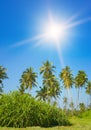 Bright sun, tall coconut palms on coast of ocean Royalty Free Stock Photo