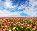 Bright sun warms wonderful flowers Royalty Free Stock Photo